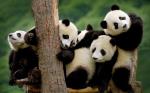 Tour Thành Đô - Cửu Trại Câu - Khám phá công viên Gấu trúc